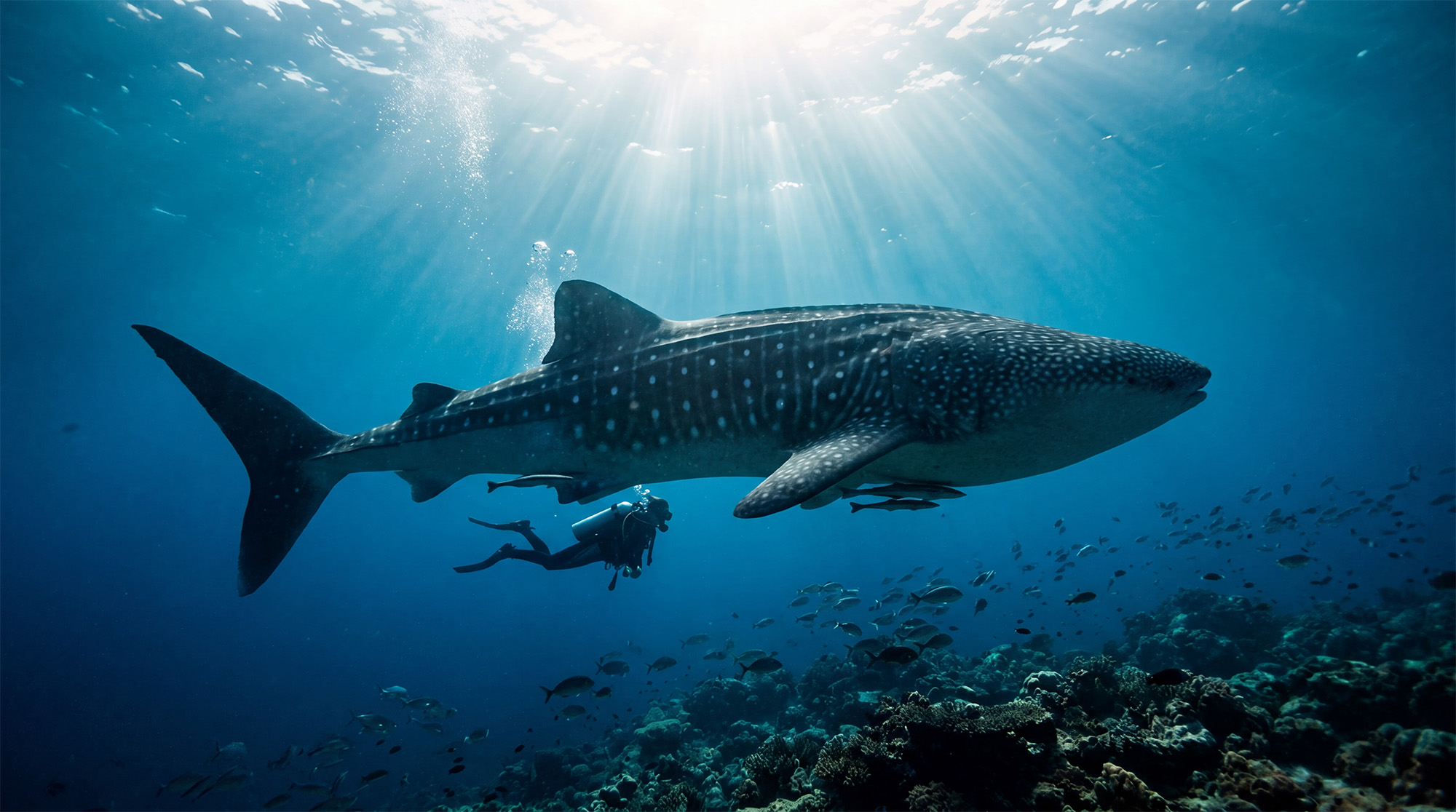 Whale Shark Diving